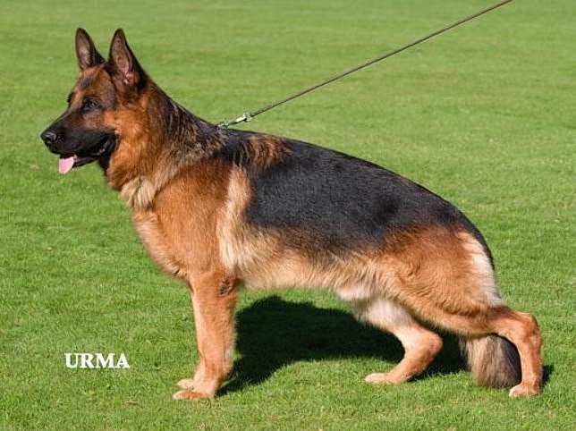 Grandsire of the litter - Zamp vom Thermodos - Best of Breed Crufts 2008